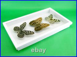 3 beaux papillons magnifiques Coffret 3D Showcase Taxidermie Entomologie 29