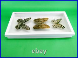 3 beaux papillons magnifiques Coffret 3D Showcase Taxidermie Entomologie 29
