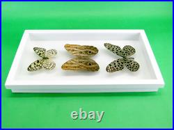3 beaux papillons magnifiques Coffret 3D Showcase Taxidermie Entomologie 29