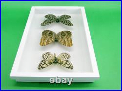 3 beaux papillons magnifiques Coffret 3D Showcase Taxidermie Entomologie 29 3 beaux papillons magnifiques Coffret 3D Showcase Taxidermie Entomologie 29