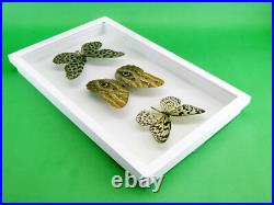 3 beaux papillons magnifiques Coffret 3D Showcase Taxidermie Entomologie 29