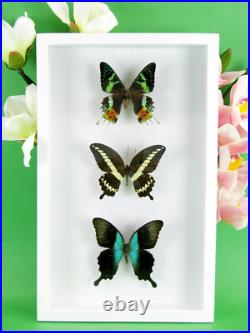3 beaux papillons magnifiques Coffret 3D Showcase Taxidermie Entomologie 30