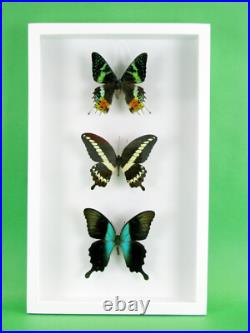 3 beaux papillons magnifiques Coffret 3D Showcase Taxidermie Entomologie 30