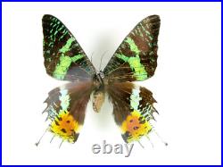 3 beaux papillons magnifiques Coffret 3D Showcase Taxidermie Entomologie 30