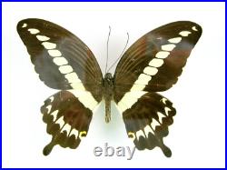3 beaux papillons magnifiques Coffret 3D Showcase Taxidermie Entomologie 30