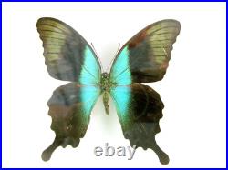 3 beaux papillons magnifiques Coffret 3D Showcase Taxidermie Entomologie 30