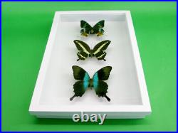 3 beaux papillons magnifiques Coffret 3D Showcase Taxidermie Entomologie 30