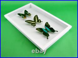 3 beaux papillons magnifiques Coffret 3D Showcase Taxidermie Entomologie 30
