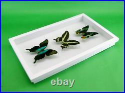 3 beaux papillons magnifiques Coffret 3D Showcase Taxidermie Entomologie 30