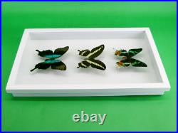 3 beaux papillons magnifiques Coffret 3D Showcase Taxidermie Entomologie 30