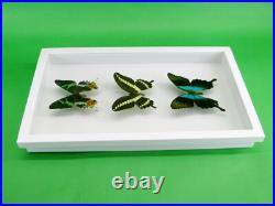 3 beaux papillons magnifiques Coffret 3D Showcase Taxidermie Entomologie 30