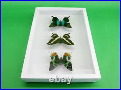 3 beaux papillons magnifiques Coffret 3D Showcase Taxidermie Entomologie 30