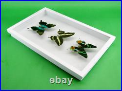 3 beaux papillons magnifiques Coffret 3D Showcase Taxidermie Entomologie 30