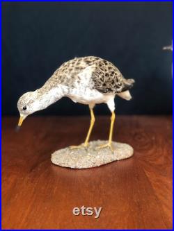 3 nices antiques Birds Taxidermy Natural History Wunderkammer Tassidermia Stuffed Taxidermie Cabinet Curiosity