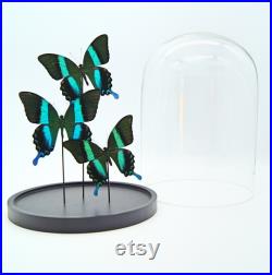 3x Papilio Blumei en cloche, décoration de taxidermie et d'entomologie