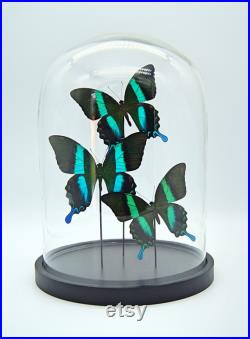 3x Papilio Blumei en cloche, décoration de taxidermie et d'entomologie
