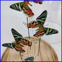 4 Vrais papillons Urania Ripheus dos en dôme