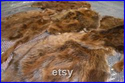 5PC Beaver Pelt Peau de castor bronzé habillée lourde prime Beaver Fur