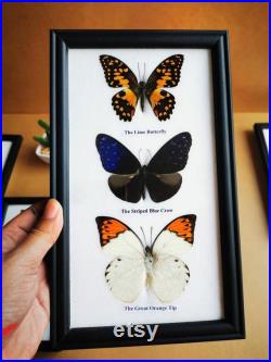 5 x Collection Butterfly Taxidermy Insect Wood Frame Portrait Display Home Decor