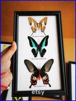 5 x Collection Butterfly Taxidermy Insect Wood Frame Portrait Display Home Decor