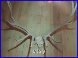 60's 70's Elk Antlers 6 x 6 Rustic Antler Rack Prêt à monter Trendy Rustic Cabin Mountain Home Decor