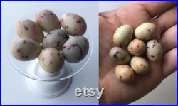 7 CHAFFINCH eggs replicas