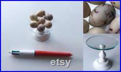 7 CHAFFINCH eggs replicas