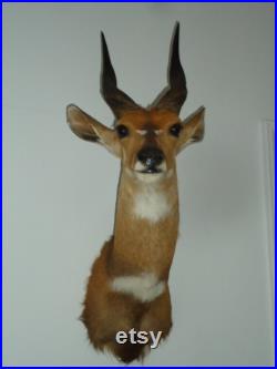 AFRICAN CHOBE BUSHBUCK Taxidermy in Wonderful Condition From Zimbabwe Afrique