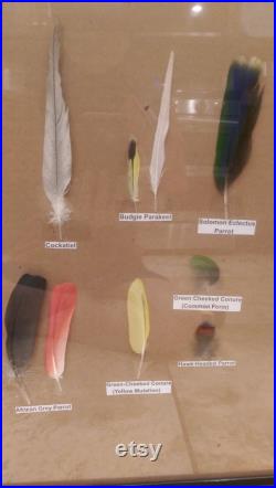 AMAZING RARE Ara Parrot feather collection encadré 14 espèces exotiques plumes réelles étiquetées par l espèce Scarlet Macaw Banksian Cockatoo andPlus