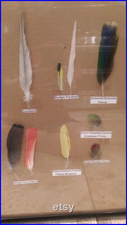 AMAZING RARE Ara Parrot feather collection encadré 14 espèces exotiques plumes réelles étiquetées par l espèce Scarlet Macaw Banksian Cockatoo andPlus