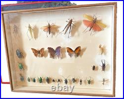ANCIEN CADRE PAPILLONS Sauterelle SOUS VERRE CABINET CURIOSITÉ TAXIDERMIE