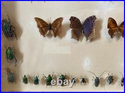 ANCIEN CADRE PAPILLONS Sauterelle SOUS VERRE CABINET CURIOSITÉ TAXIDERMIE