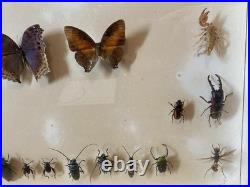ANCIEN CADRE PAPILLONS Sauterelle SOUS VERRE CABINET CURIOSITÉ TAXIDERMIE