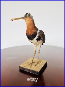 A nice specimen of Greater Painted-snipe taxidermy naturalisé empaillé stuffed natural history wunderkammer tassidermia