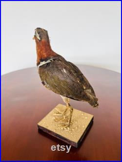 A nice specimen of Greater Painted-snipe taxidermy naturalisé empaillé stuffed natural history wunderkammer tassidermia