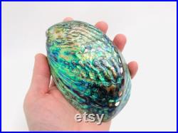 Abalone paua, haliotis paua, ormeau, coquillage, abalone nacré, coquillage nacré, cabinet de curiosité, véritable nacre, coquillage violet Abalone paua, haliotis paua, ormeau, coquillage, abalone nacré, coquillage nacré, cabinet de curiosité, véritable nacre, coquillage violet