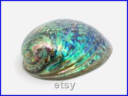 Abalone paua, haliotis paua, ormeau, coquillage, abalone nacré, coquillage nacré, cabinet de curiosité, véritable nacre, coquillage violet Abalone paua, haliotis paua, ormeau, coquillage, abalone nacré, coquillage nacré, cabinet de curiosité, véritable nacre, coquillage violet
