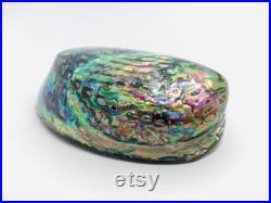 Abalone paua, haliotis paua, ormeau, coquillage, abalone nacré, coquillage nacré, cabinet de curiosité, véritable nacre, coquillage violet