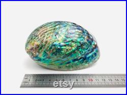 Abalone paua, haliotis paua, ormeau, coquillage, abalone nacré, coquillage nacré, cabinet de curiosité, véritable nacre, coquillage violet