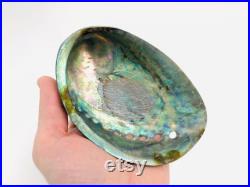 Abalone paua, haliotis paua, ormeau, coquillage, abalone nacré, coquillage nacré, cabinet de curiosité, véritable nacre, coquillage violet