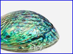 Abalone paua, haliotis paua, ormeau, coquillage, abalone nacré, coquillage nacré, cabinet de curiosité, véritable nacre, coquillage violet