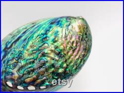 Abalone paua, haliotis paua, ormeau, coquillage, abalone nacré, coquillage nacré, cabinet de curiosité, véritable nacre, coquillage violet