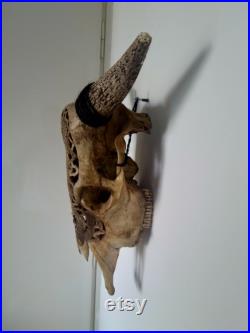 Accrochage de crâne de buffle sculpté par un dragon, accrochage de mur de crâne, accrochage de crâne d animal, accrochage de mur d animal