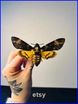 Acherontia Atropos Papillon tête de mort naturalisé Spécimen européen emblématique pour cabinet de curiosités et collection
