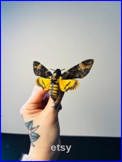 Acherontia Atropos Papillon tête de mort naturalisé Spécimen européen emblématique pour cabinet de curiosités et collection
