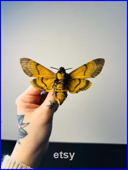 Acherontia Atropos Papillon tête de mort naturalisé Spécimen européen emblématique pour cabinet de curiosités et collection