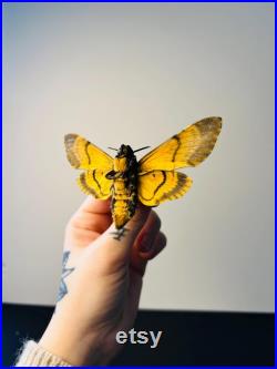 Acherontia Atropos Papillon tête de mort naturalisé Spécimen européen emblématique pour cabinet de curiosités et collection