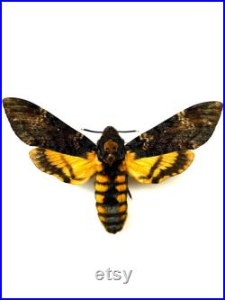 Acherontia Atropos Papillon tête de mort naturalisé Spécimen européen emblématique pour cabinet de curiosités et collection