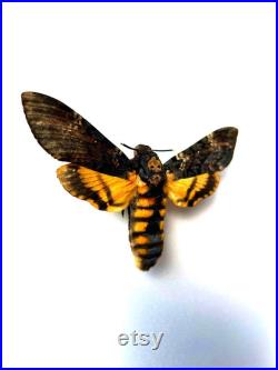 Acherontia Atropos Papillon tête de mort naturalisé Spécimen européen emblématique pour cabinet de curiosités et collection