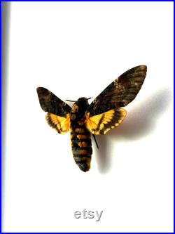Acherontia Atropos Papillon tête de mort naturalisé Spécimen européen emblématique pour cabinet de curiosités et collection
